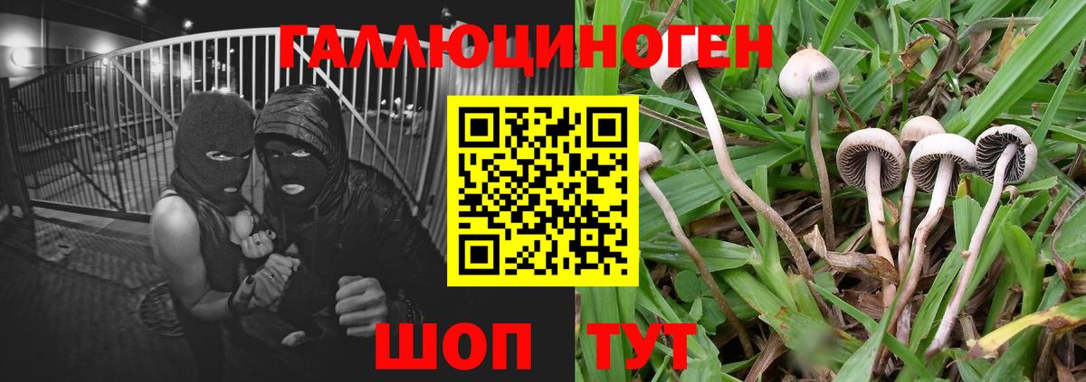 Псилоцибиновые грибы Psilocybine cubensis  Вход с VPN  Дубна 